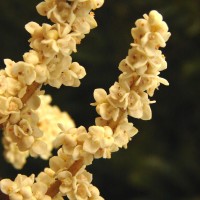 Meliosma arnottiana (Wight) Walp.
